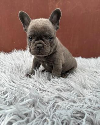 Bulldog francesi Merle maschi