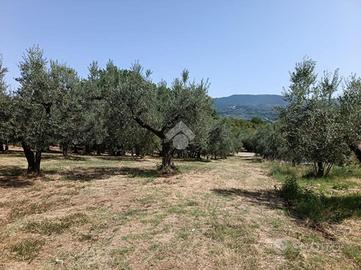 TER. AGRICOLO A MONTOPOLI DI SABINA