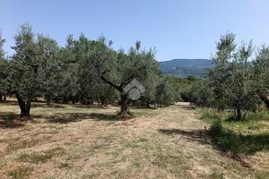 TER. AGRICOLO A MONTOPOLI DI SABINA