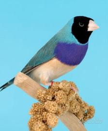 Diamante di gould