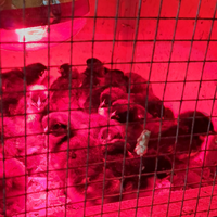 Pulcini di marans e amrock gigante