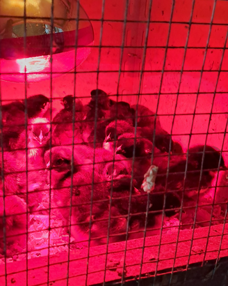 Pulcini di marans e amrock gigante