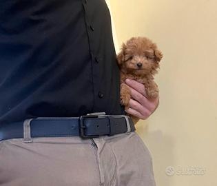 Maltipoo Mini Toy Red/Albicocca disponibili subito