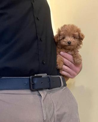 Maltipoo Mini Toy Red/Albicocca disponibili subito