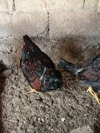 Galline