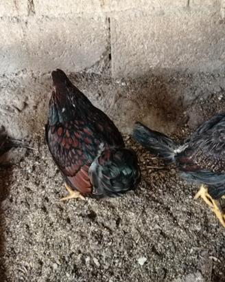 Galline