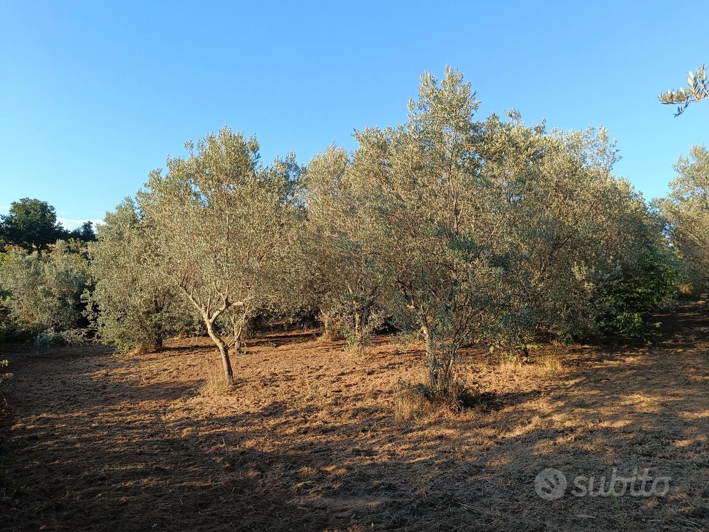 Terreno agricolo con oliveto qualità "Frantoio" - Vista 4