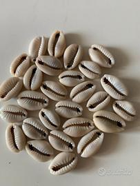 Conchiglie di CIprea (27)