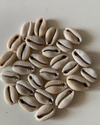 Conchiglie di CIprea (27)