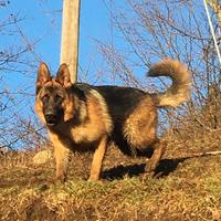 Pastore tedesco selezionato