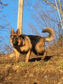 Pastore tedesco per accoppiamento