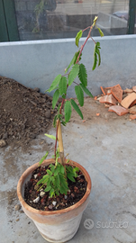 Mimosa sensitiva Pianta da esterno