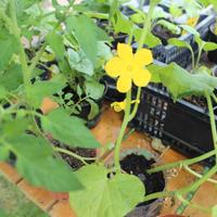 piantini di cetriolo 