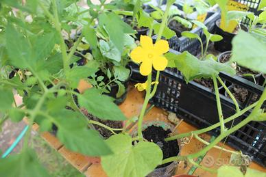 piantini di cetriolo 