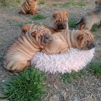 Cuccioli Sharpei