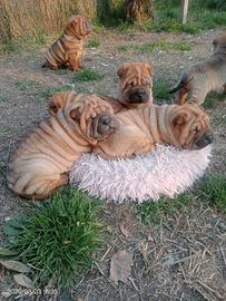 Cuccioli Sharpei