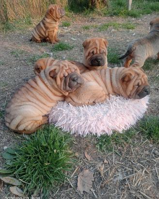 Cuccioli Sharpei