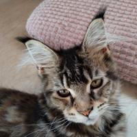 Maine Coon gatta intera