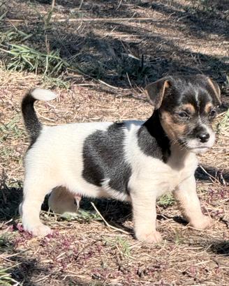 Jack Russel I Cuccioli