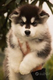 Alaskan Malamute