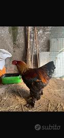 Polli razza brahma