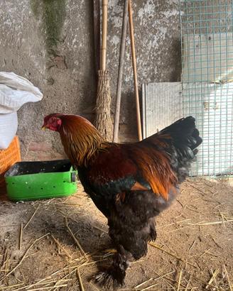 Polli razza brahma