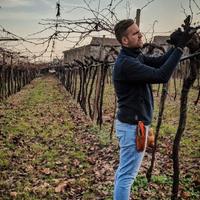 Potatore vigneti