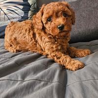 Barboncini toy colore red