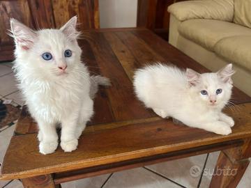 Cuccioli di ragdoll