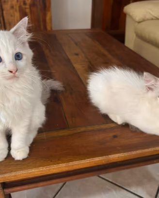 Cuccioli di ragdoll