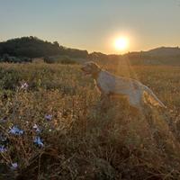 Setter Inglese super esperta