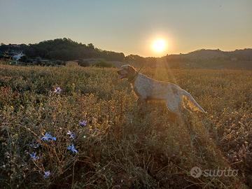 Setter Inglese super esperta