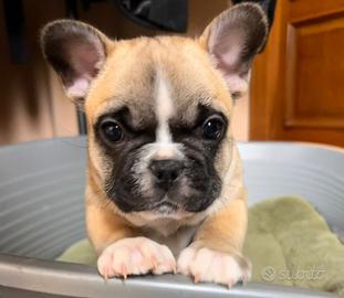 Bulldog francese