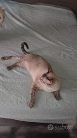 Femmina Siamese
