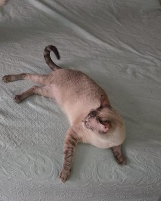 Femmina Siamese