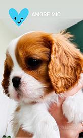 Cavalier King Charles spaniel - CUCCIOLO MASCHIO