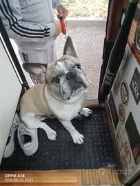 Bulldog francese