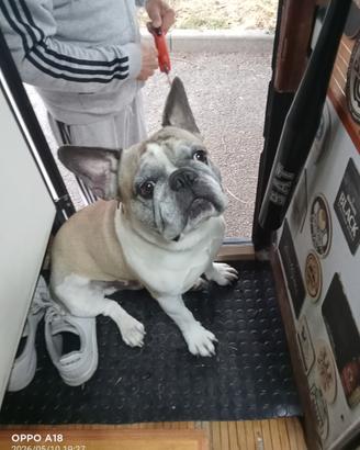 Bulldog francese