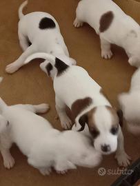 Jack russel
