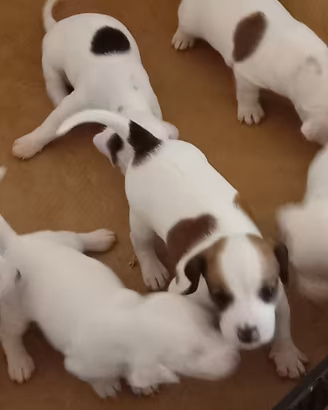 Jack russel