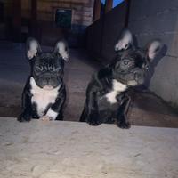 Bulldog Francesi