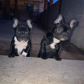 Bulldog Francesi