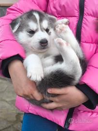 Splendida cucciolata di Siberian Husky