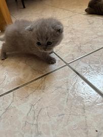 Gattini Scottish Fold/ Straight