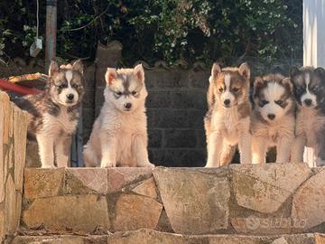 Husky