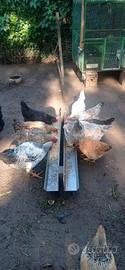 galline giovani 
