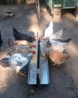 galline giovani 