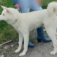 Cucciolona Akita Femmina e Maschio PEDIGREE ENCI