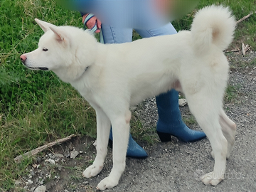 Cucciolona Akita Femmina e Maschio PEDIGREE ENCI
