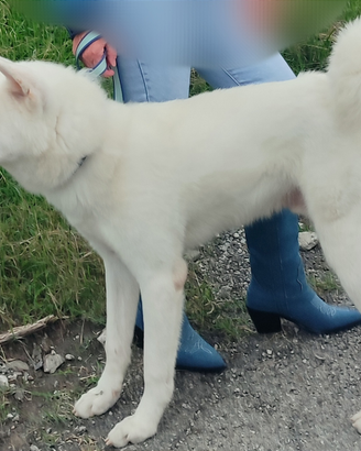 Cucciolona Akita Femmina e Maschio PEDIGREE ENCI